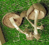 Image of Entoloma