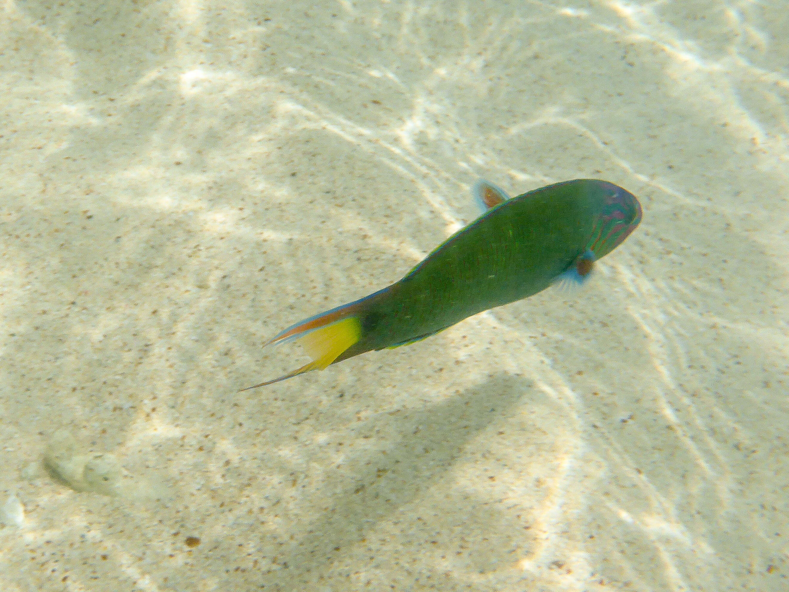 Image of Blue wrasse