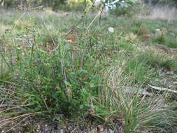 Image of water milfoil family