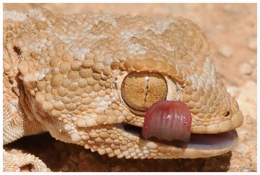 Image of American Wall Gecko