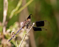 Слика од Erythrodiplax umbrata (Linnaeus 1758)