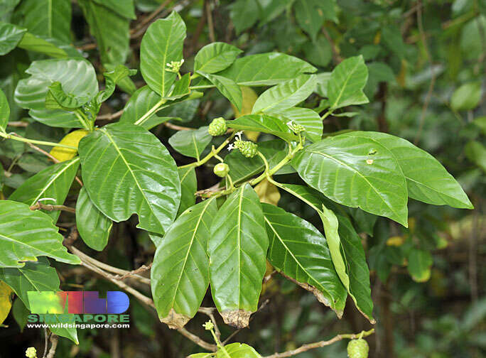 Image of Morinda