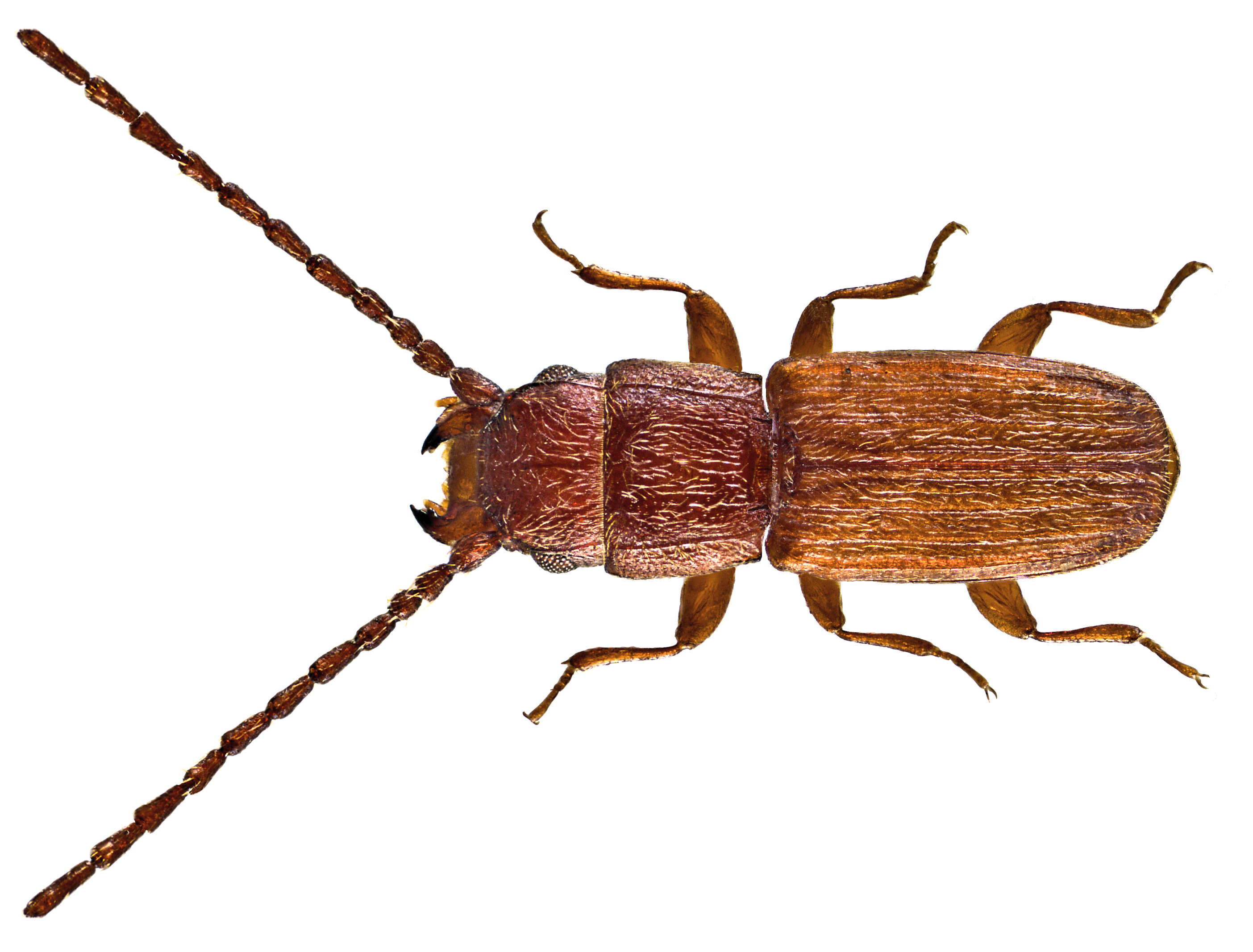 Image of lined flat bark beetles