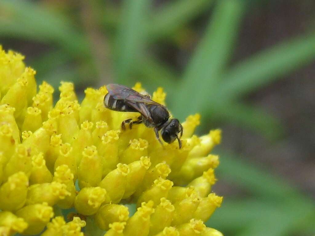 Image of Lasioglossum