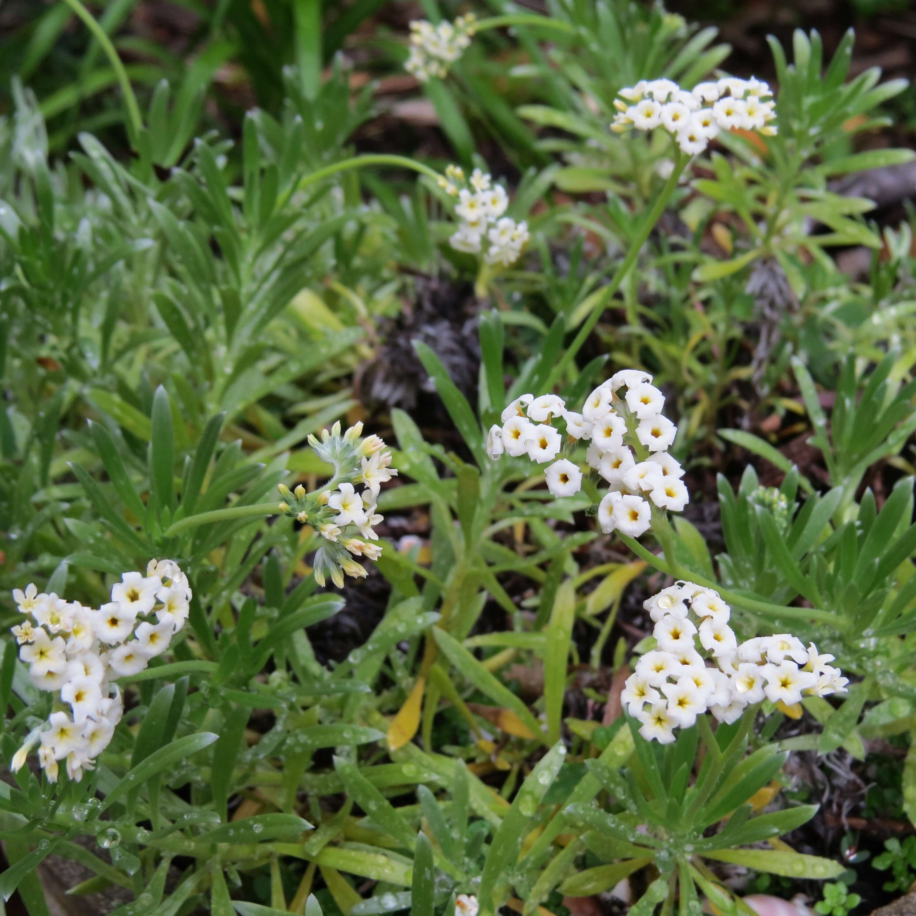 Image of Polynesian heliotrope