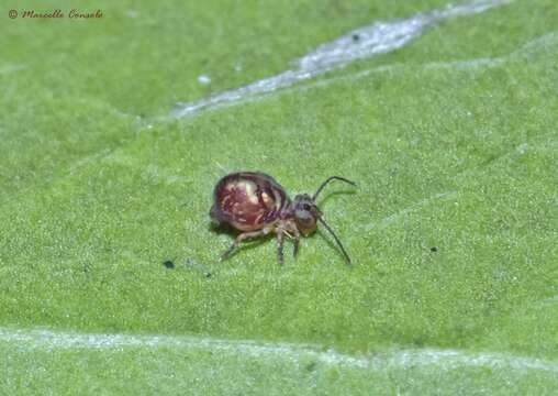 Image of Dicyrtomina ornata (Nicolet & H 1842)