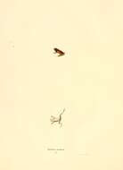 Image of Hylodes Fitzinger 1826