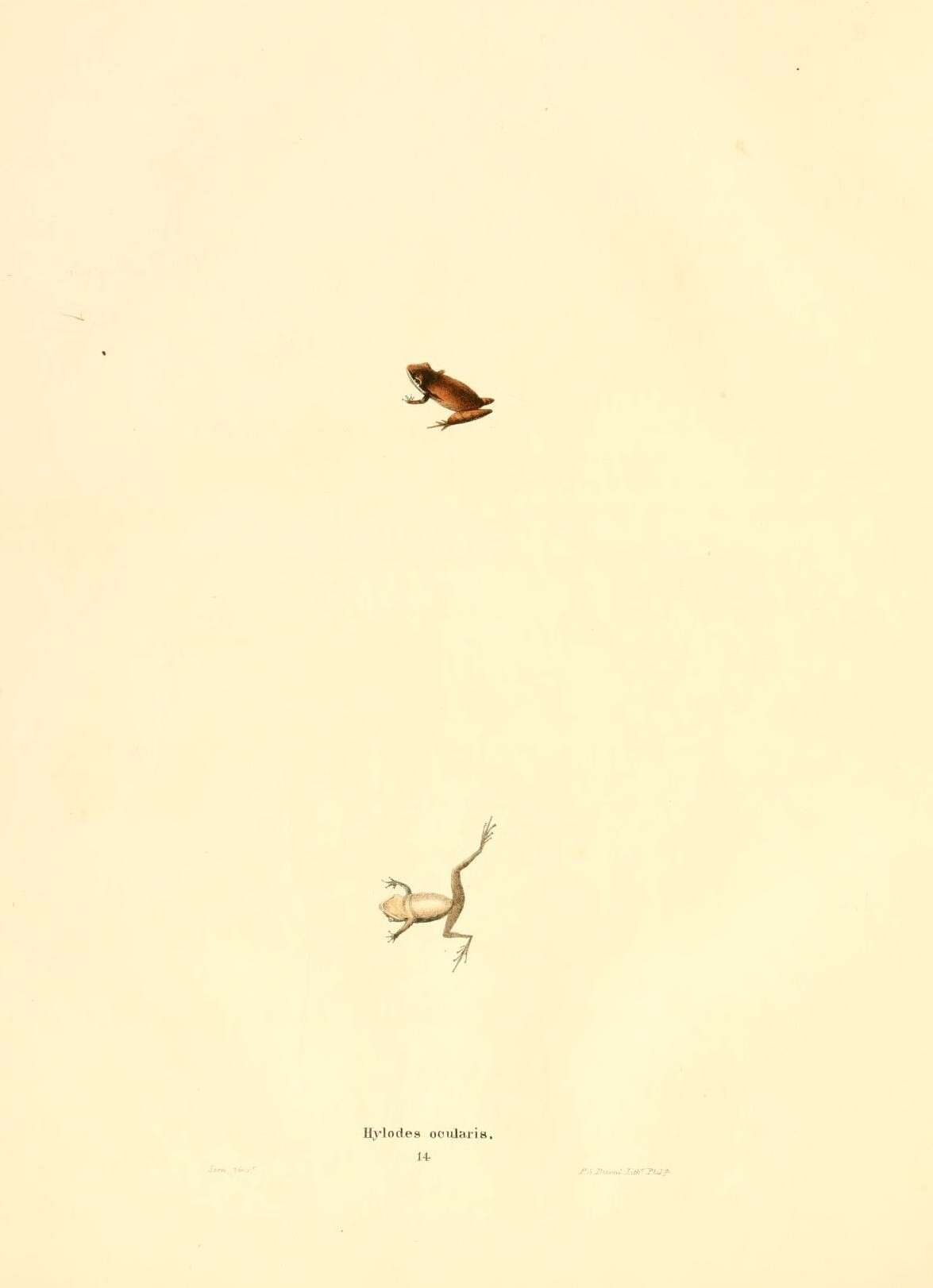 Image of Hylodes Fitzinger 1826