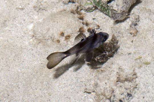 Image of Black cardinalfish