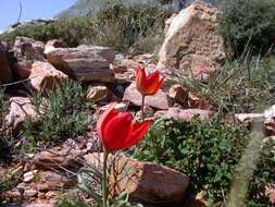 Image of orange wild tulip