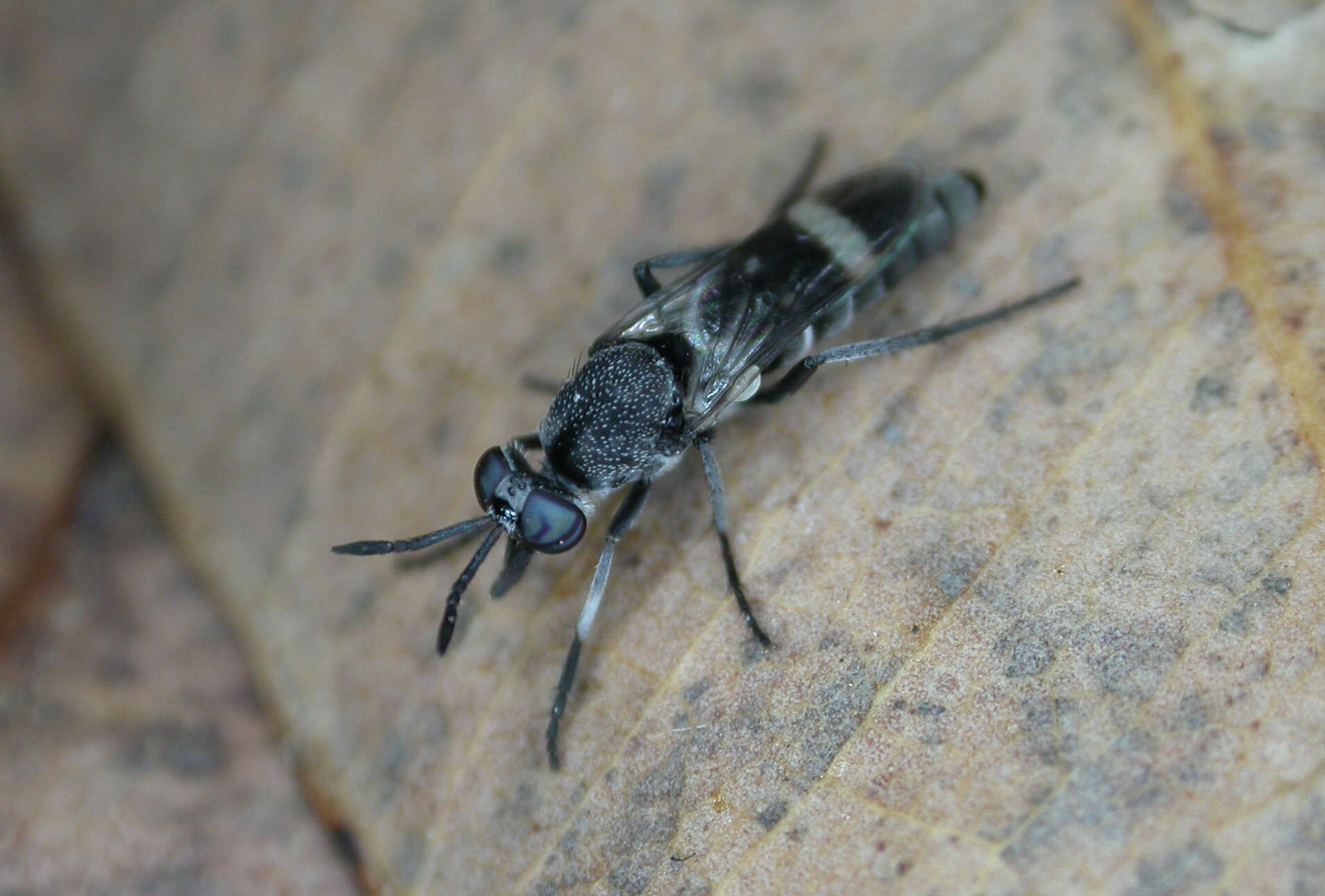 Image of Agapophytus