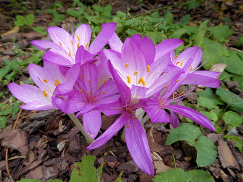 Image of colchicum