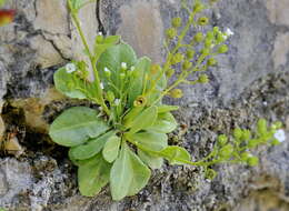 Image of seaside brookweed