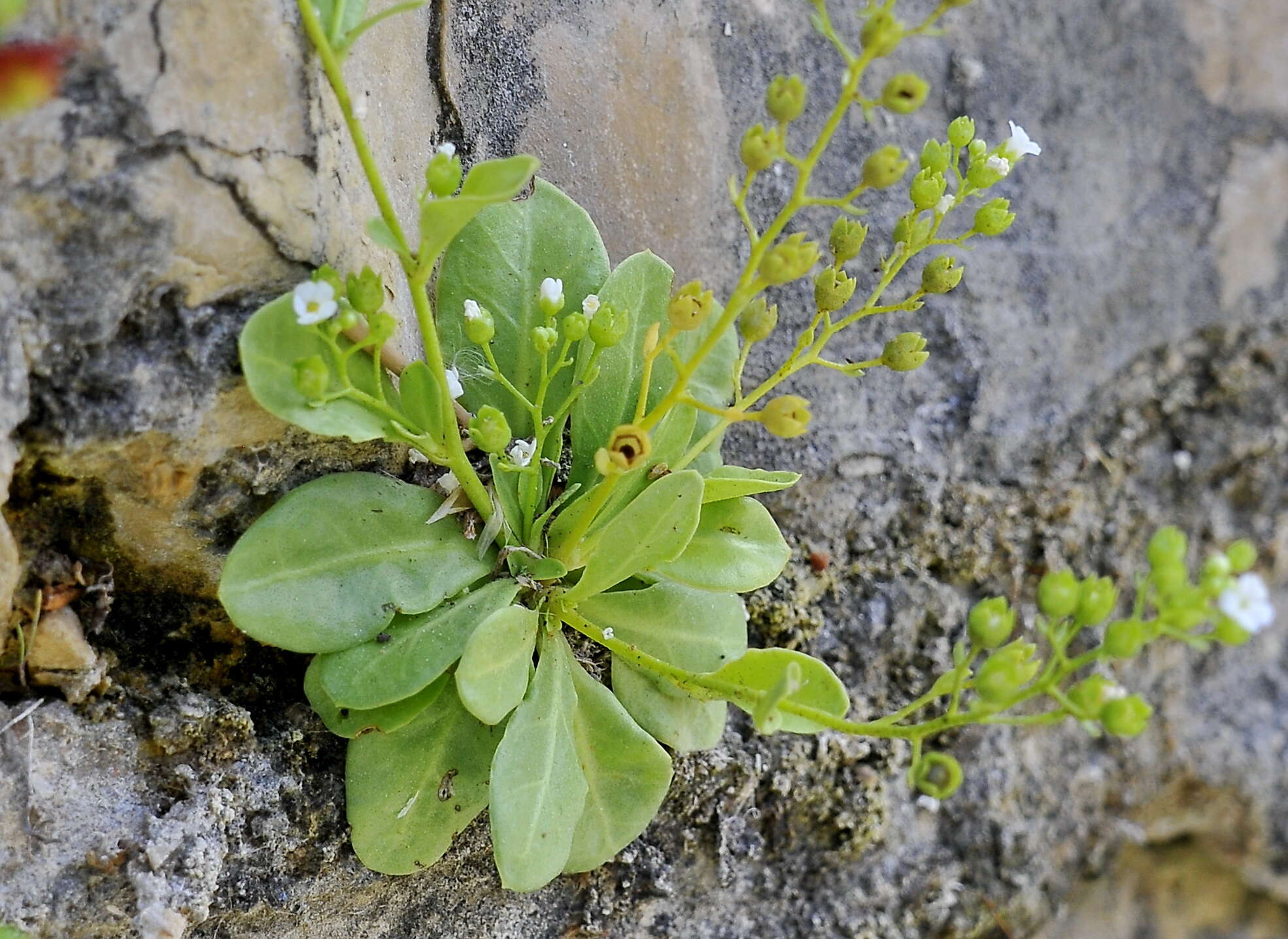 Image of seaside brookweed