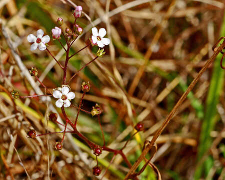 Image of brookweed