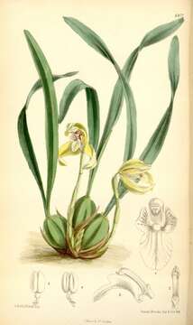 Image of Maxillaria porphyrostele Rchb. fil.