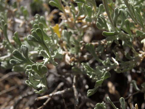 Image of timberline sagebrush