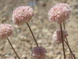 Imagem de Eriogonum ovalifolium var. williamsiae J. L. Reveal