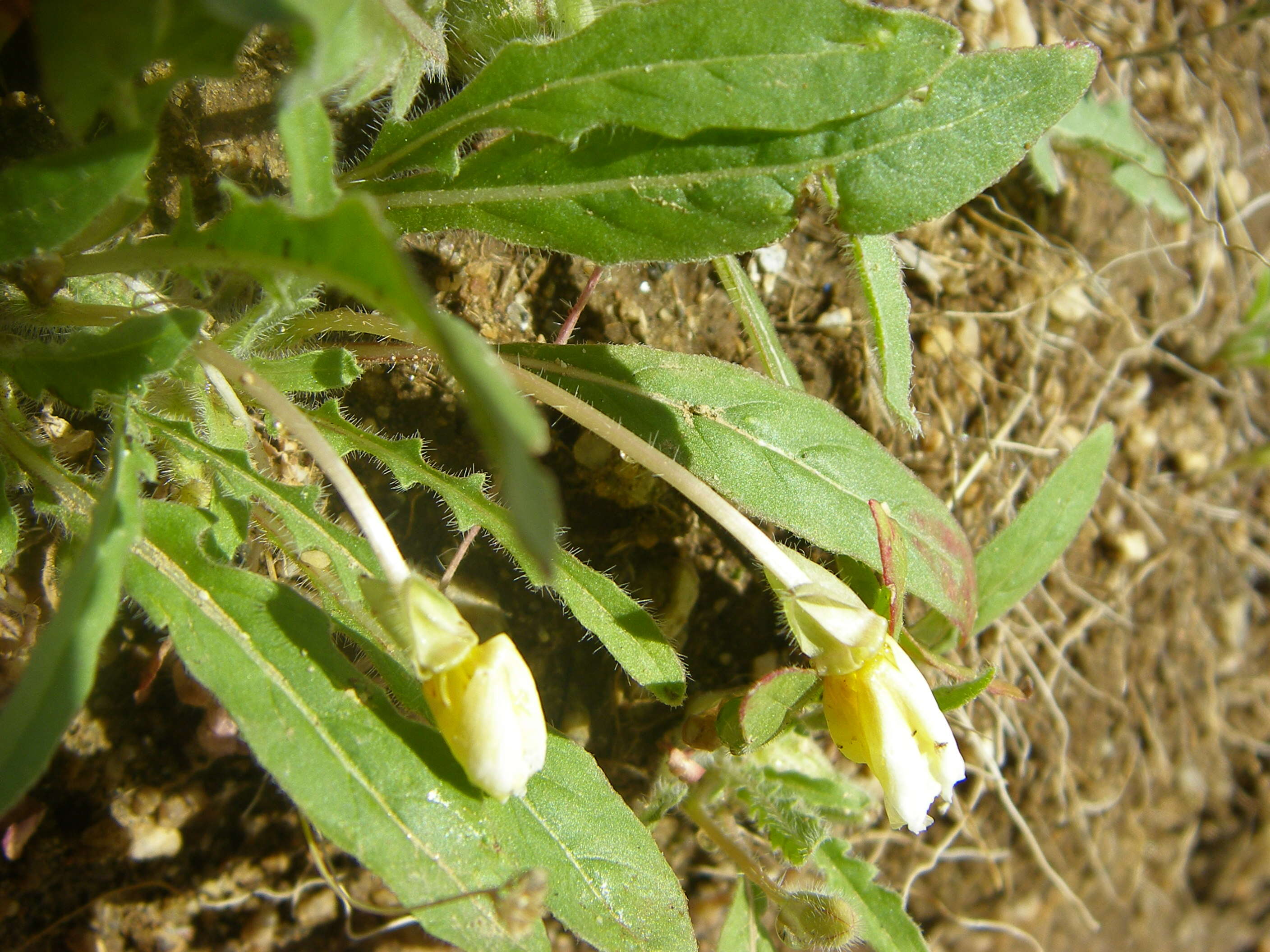 Imagem de Oenothera primiveris A. Gray