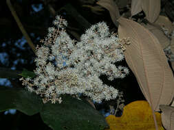 Image of Miconia argentea (Sw.) DC.