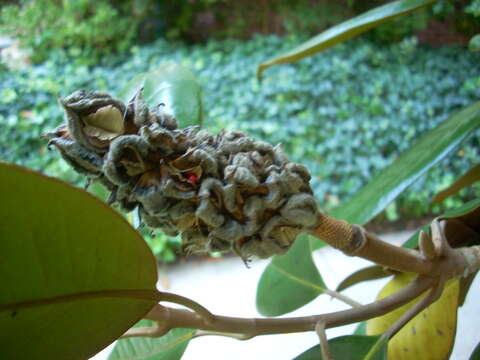 Image of southern magnolia