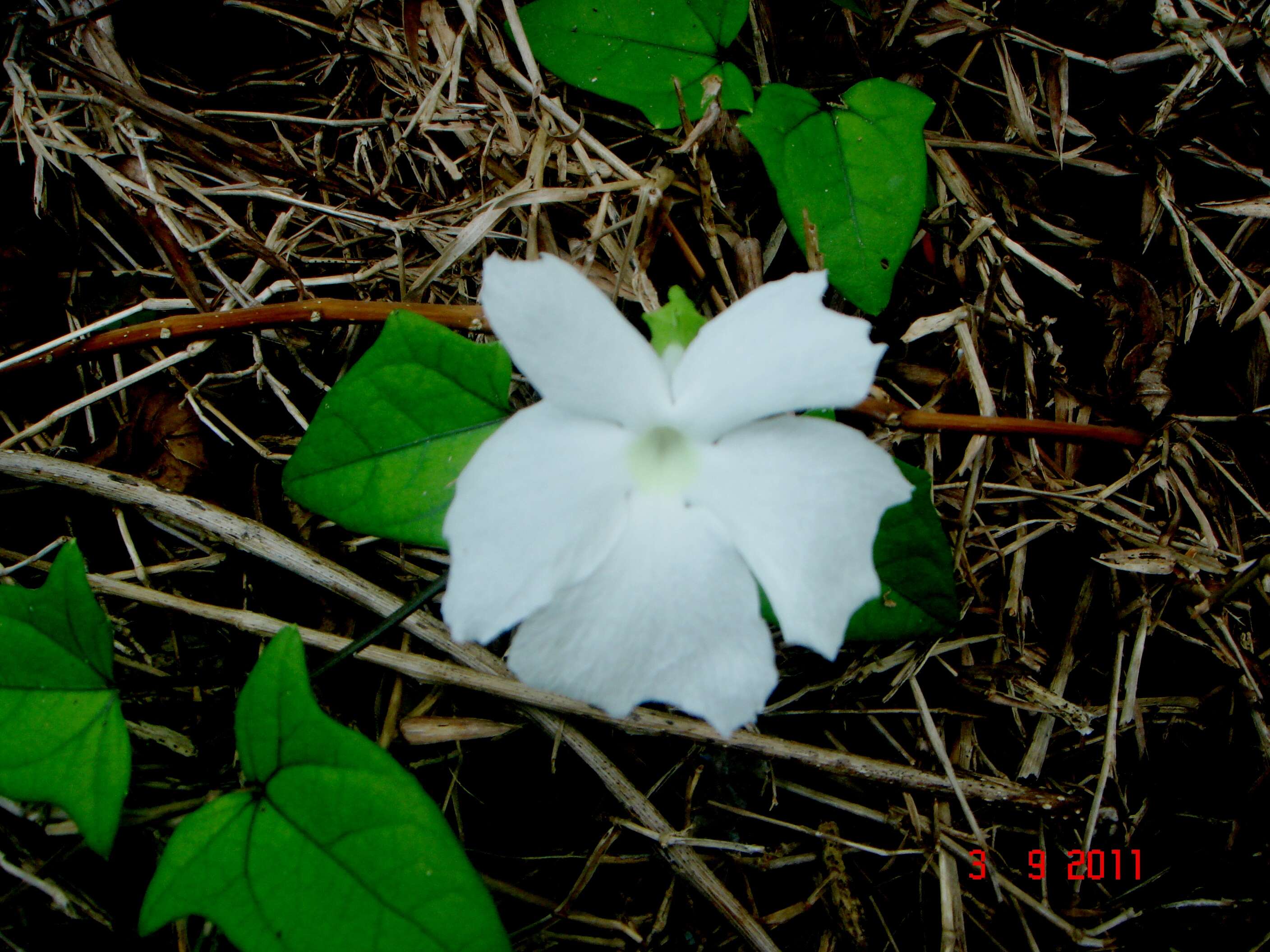 Image of thunbergia