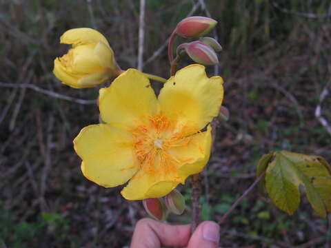 Imagem de Cochlospermum regium (Mart. & Schr.) Pilger