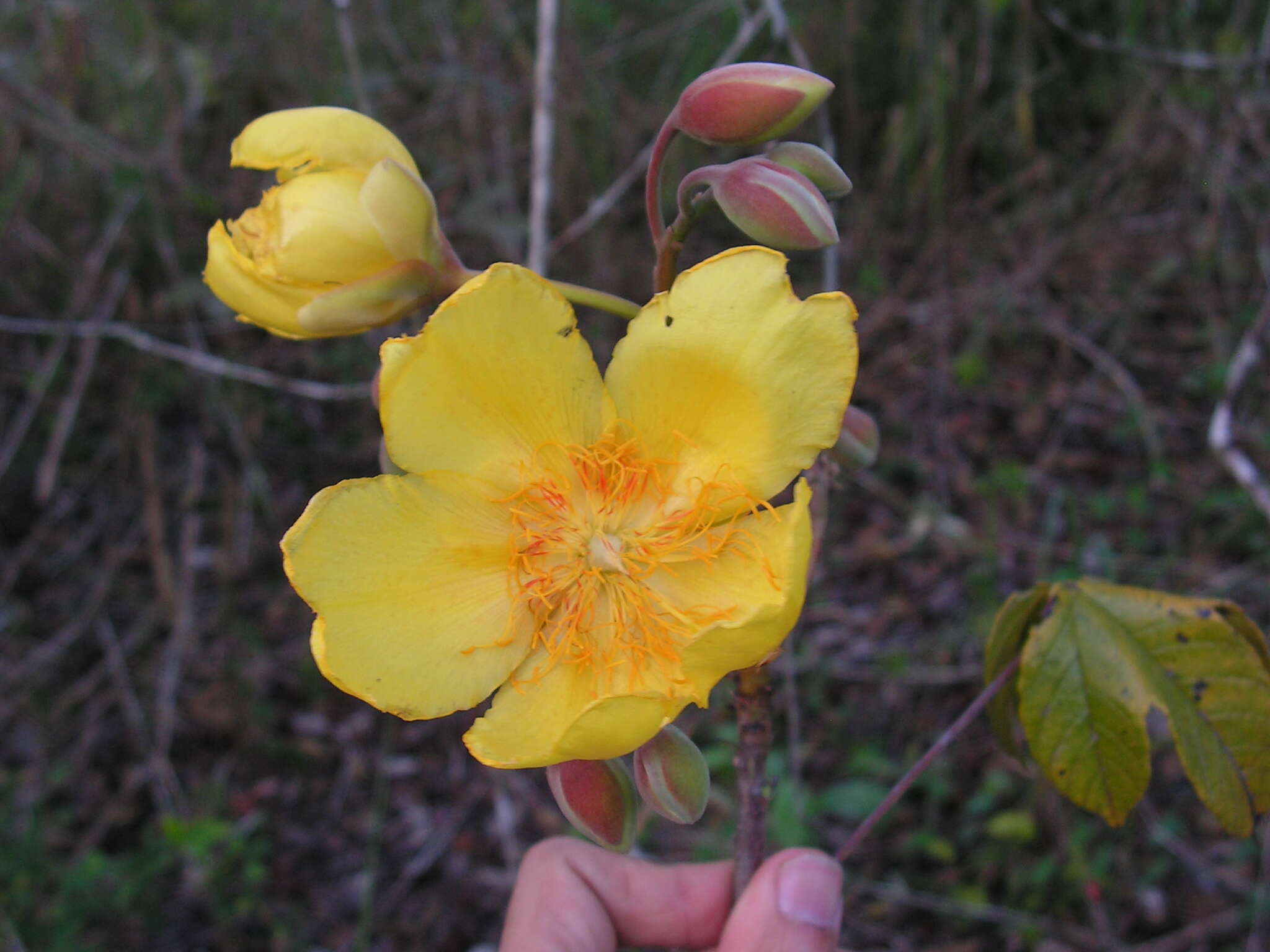 Image of cochlospermum