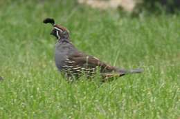 Image of Callipepla Wagler 1832