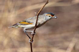 Image of pardalotes