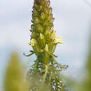 Image of crested lousewort