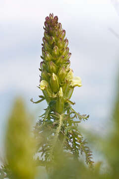 Pedicularis comosa L. resmi