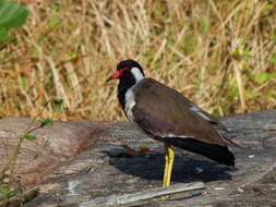 Image of Lapwing