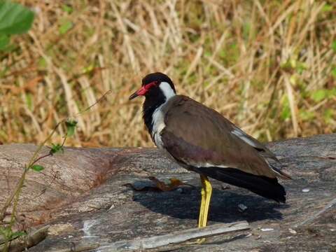 Image of Red-wattled Lapwing