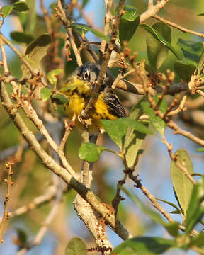 Image of Magnolia Warbler