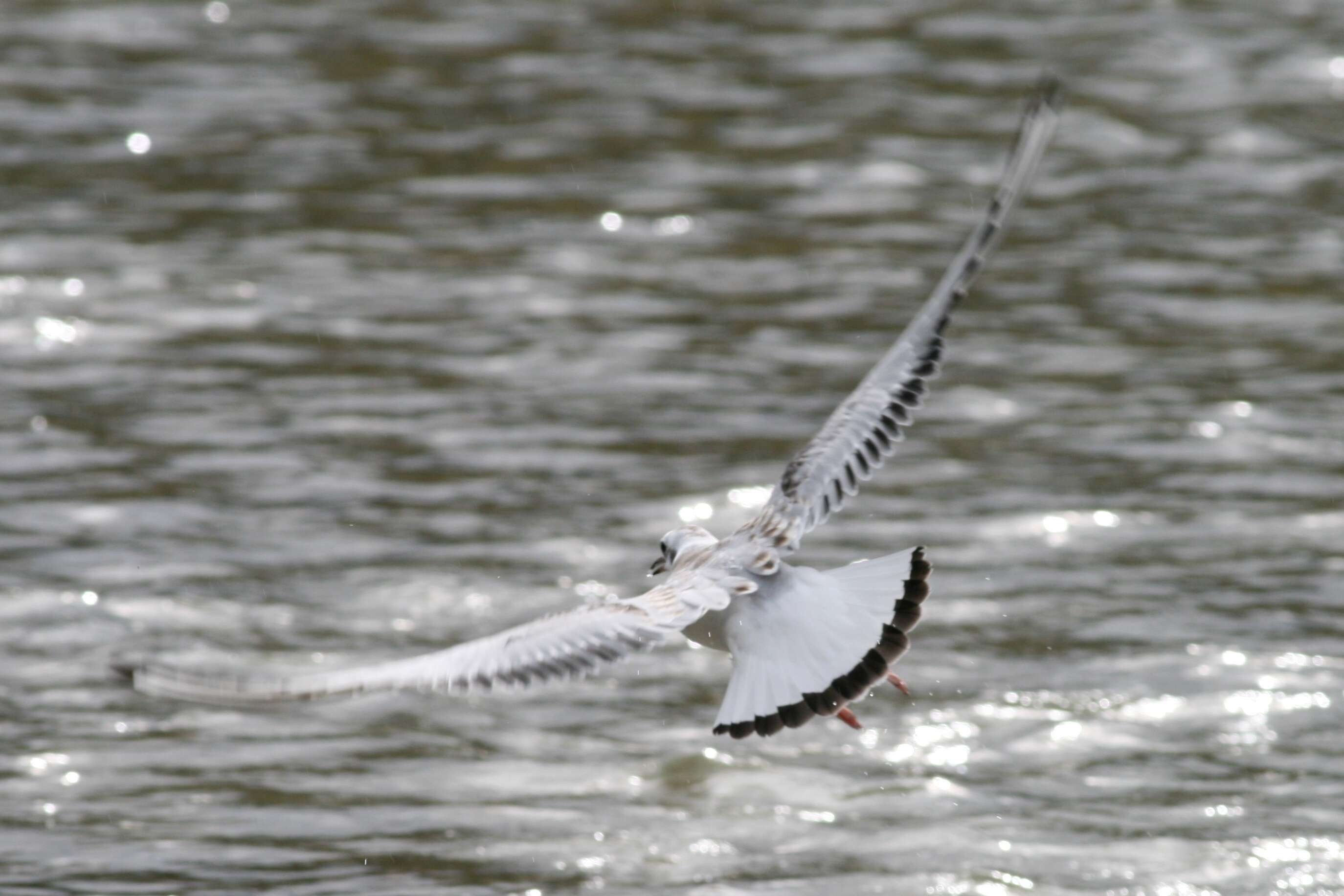 Image of Hooded gulls