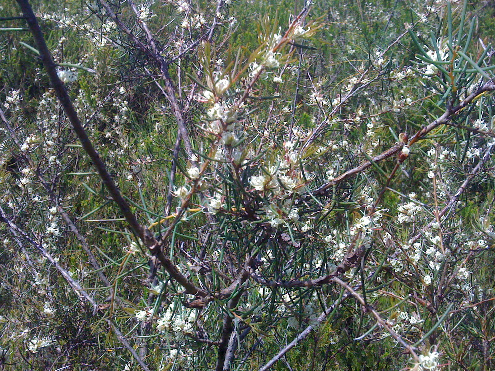 Image of Hakea teretifolia (Salisb.) Britten