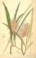 Image of Grevillea aspleniifolia Knight & Salisb.