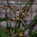 Sivun Cymbidium sinense (Andrews) Willd. kuva