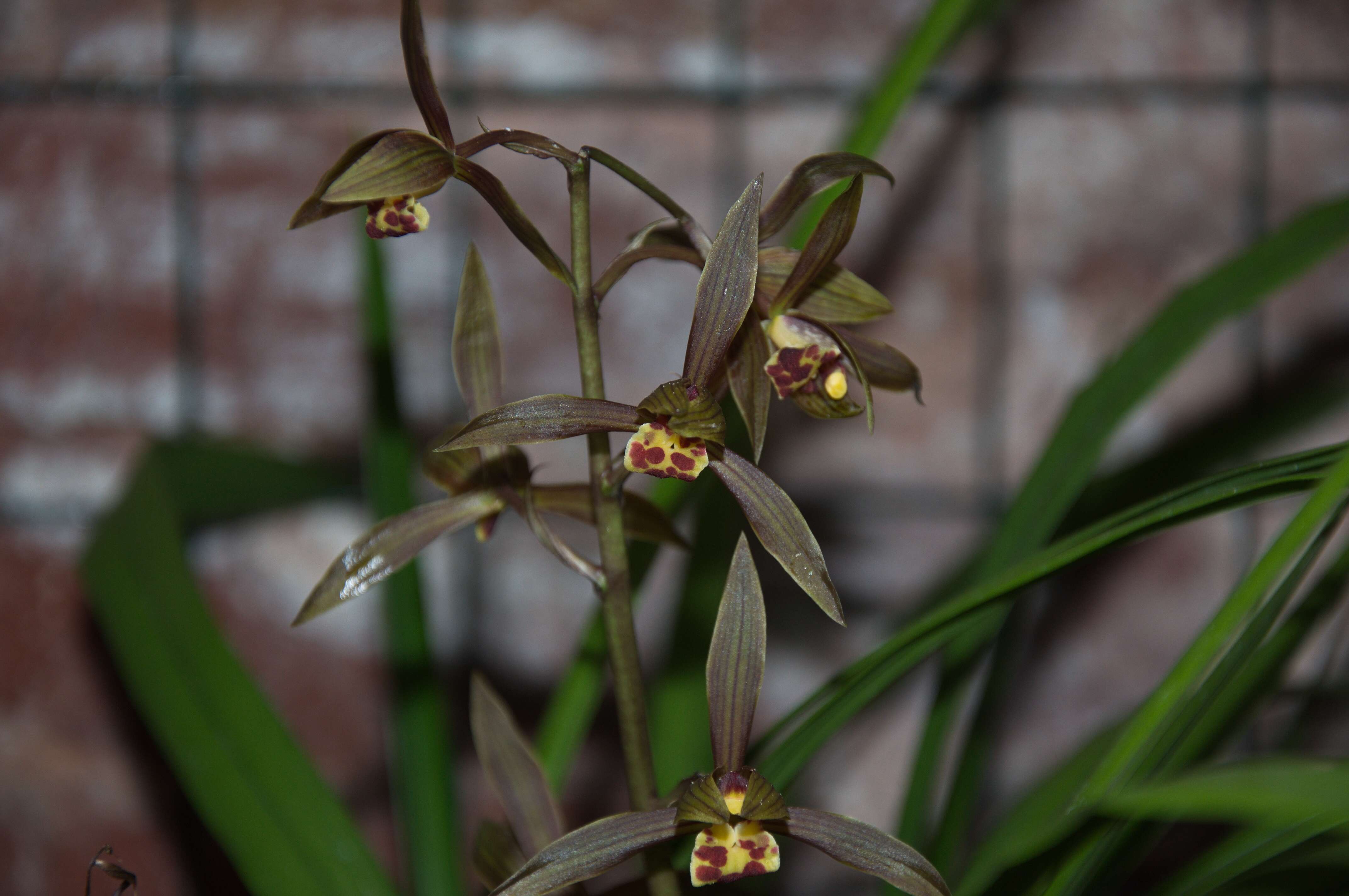 Image of Ink Orchid