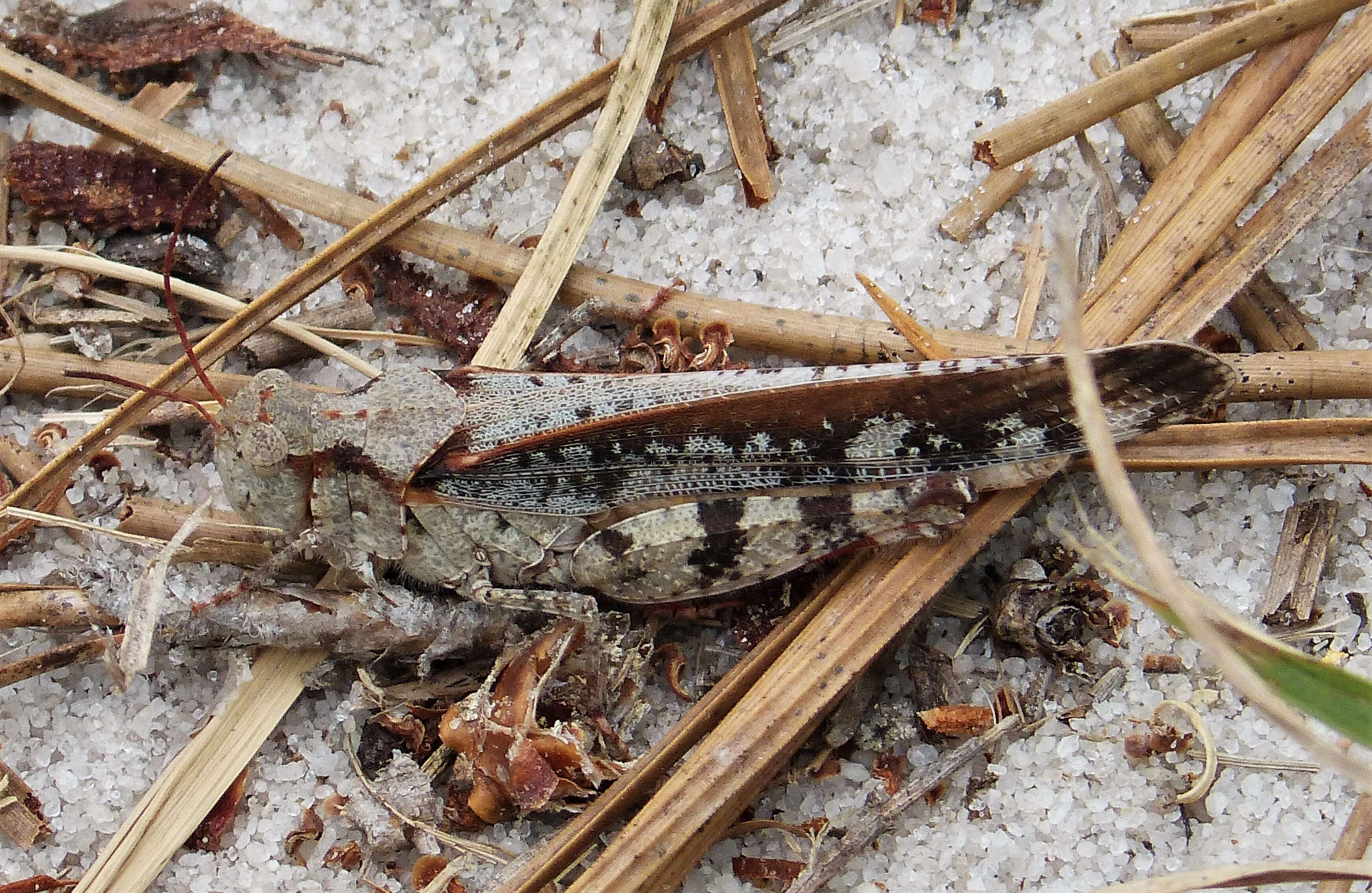 Image of Band-winged Grasshoppers