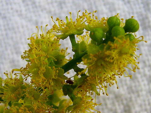 Image of Banara parviflora (A. Gray) Benth.