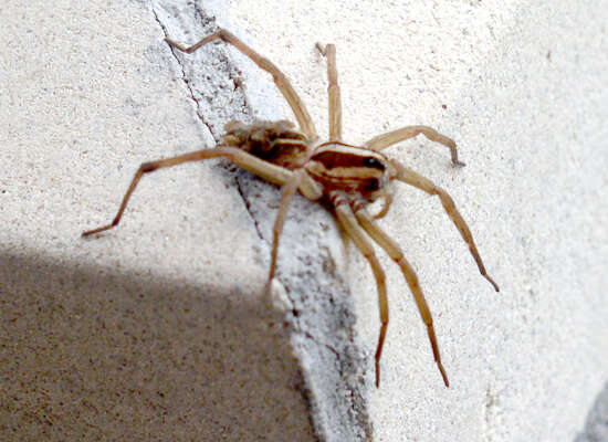 Image of wolf spiders