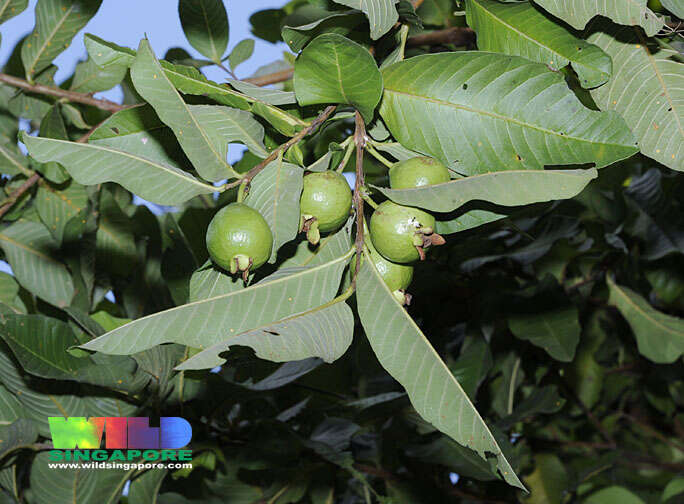 Image of guava