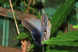 Image of Owl Butterflies