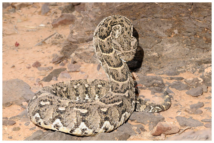 Image of Bitis Gray 1842