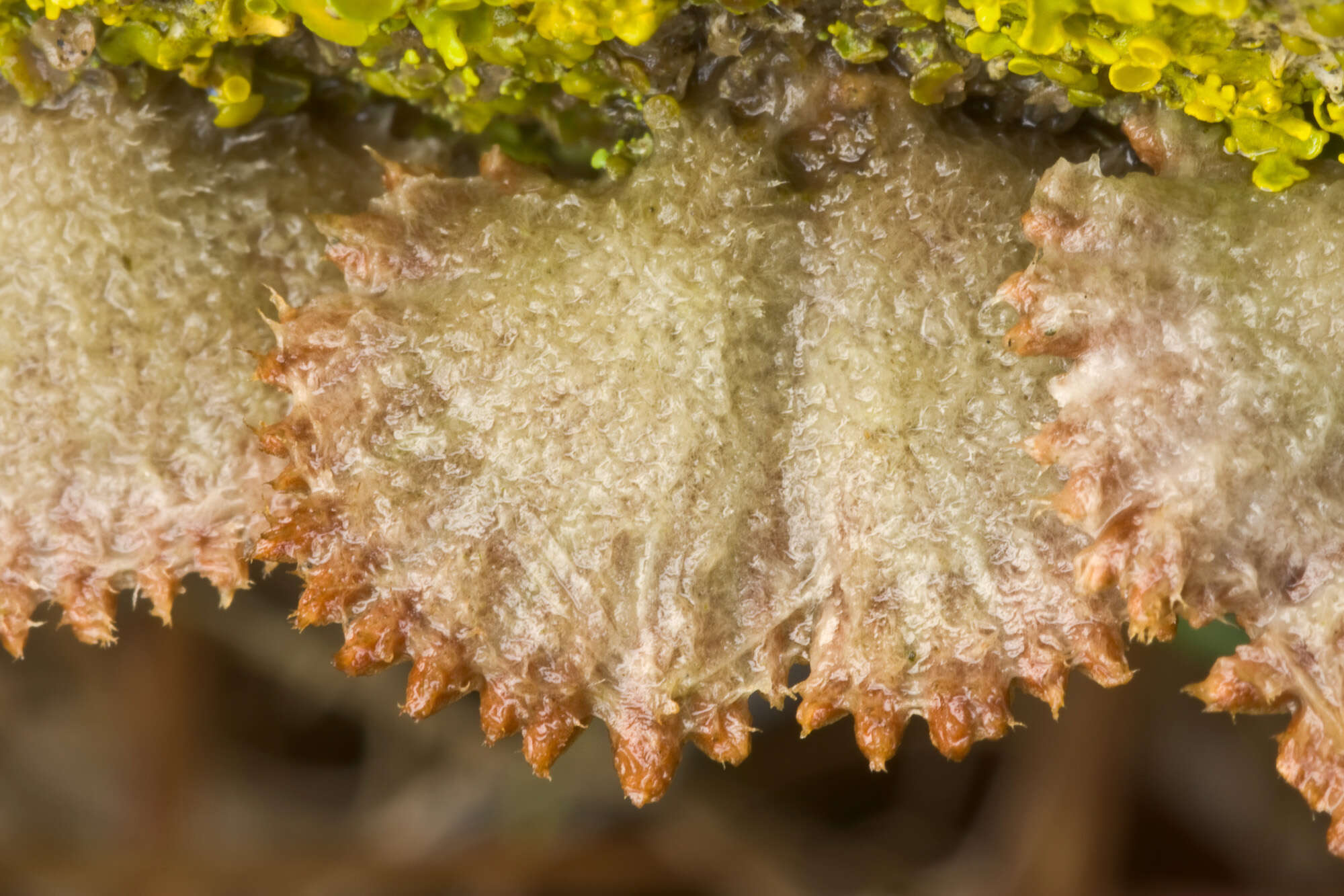 Image of Schizophyllum