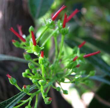 Image of Florida hopbush