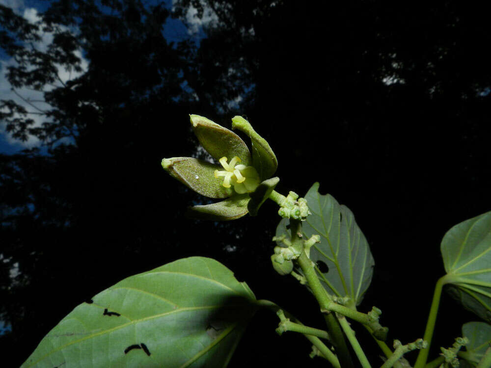 Imagem de Pterygota excelsa (Standl. & L. O. Williams) Kosterm.