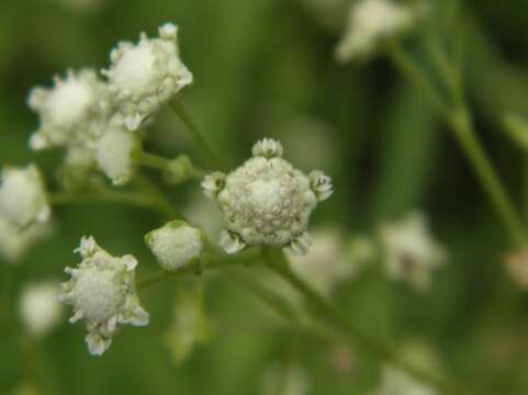 Sivun Parthenium hysterophorus L. kuva